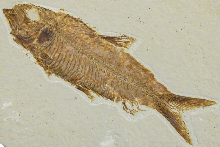 Detailed Fossil Fish (Knightia) - Wyoming #227465
